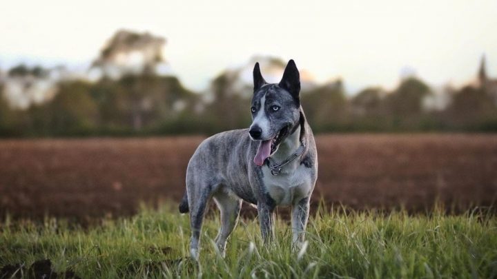 Cane Corso Husky Mix And Other Common Cane Corso Mixes