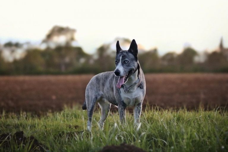 Cane Corso Husky Mix
