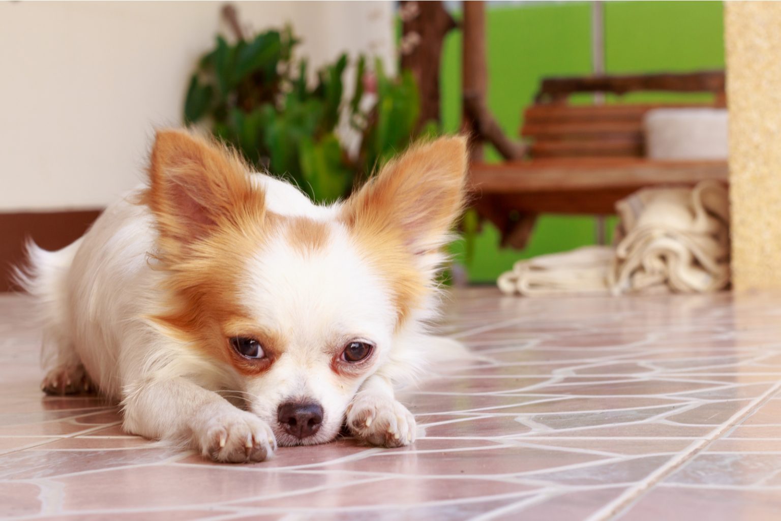 How Much Do Chihuahuas Cost? Chihuahua Puppy Price And Expenses Calculated