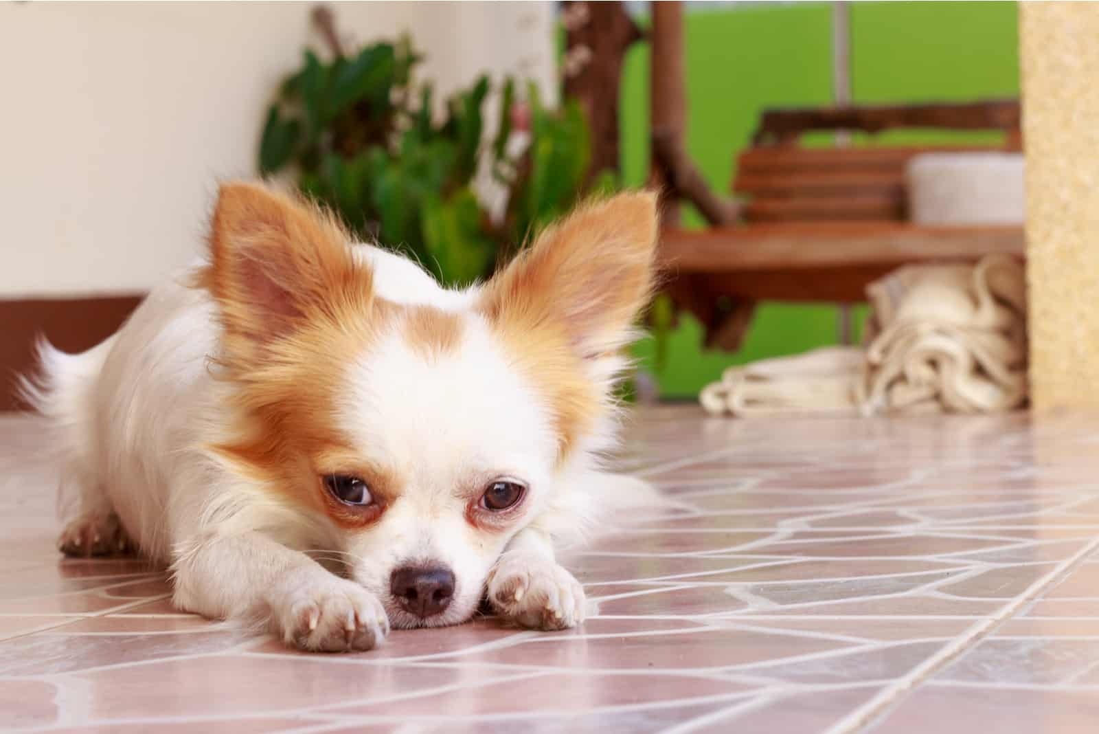 Chihuahua dog lying down on the floor
