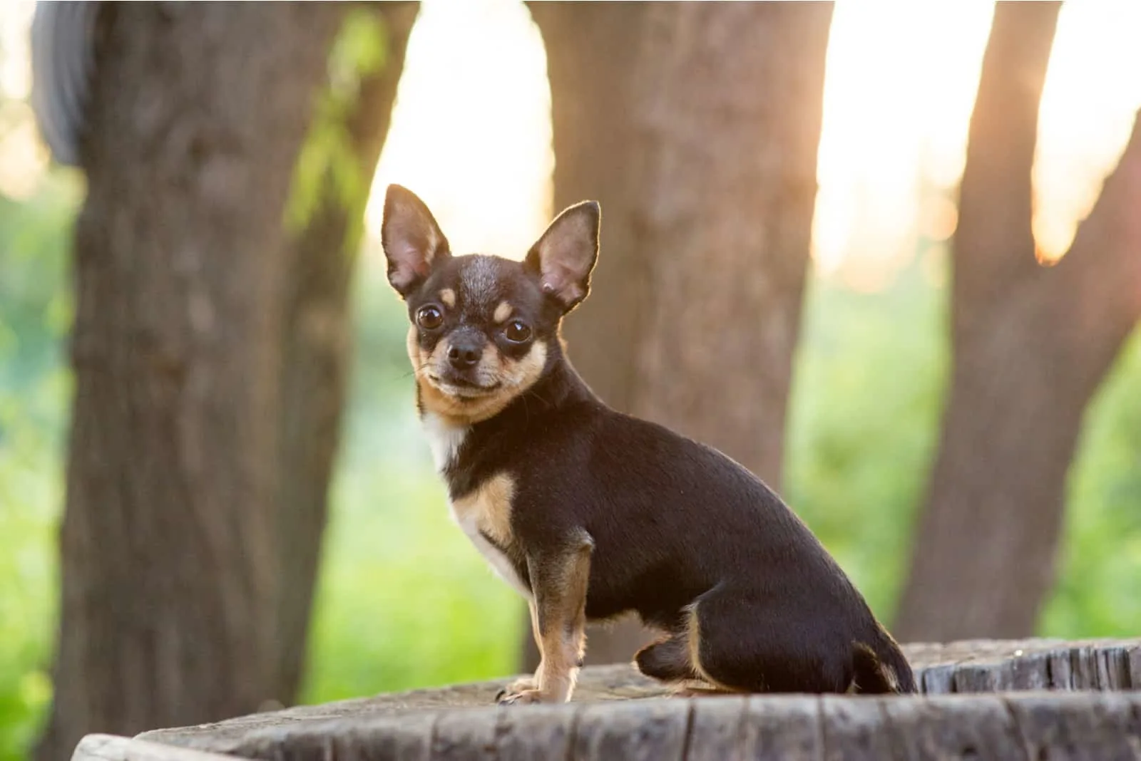 Chihuahua dog sitting in the park