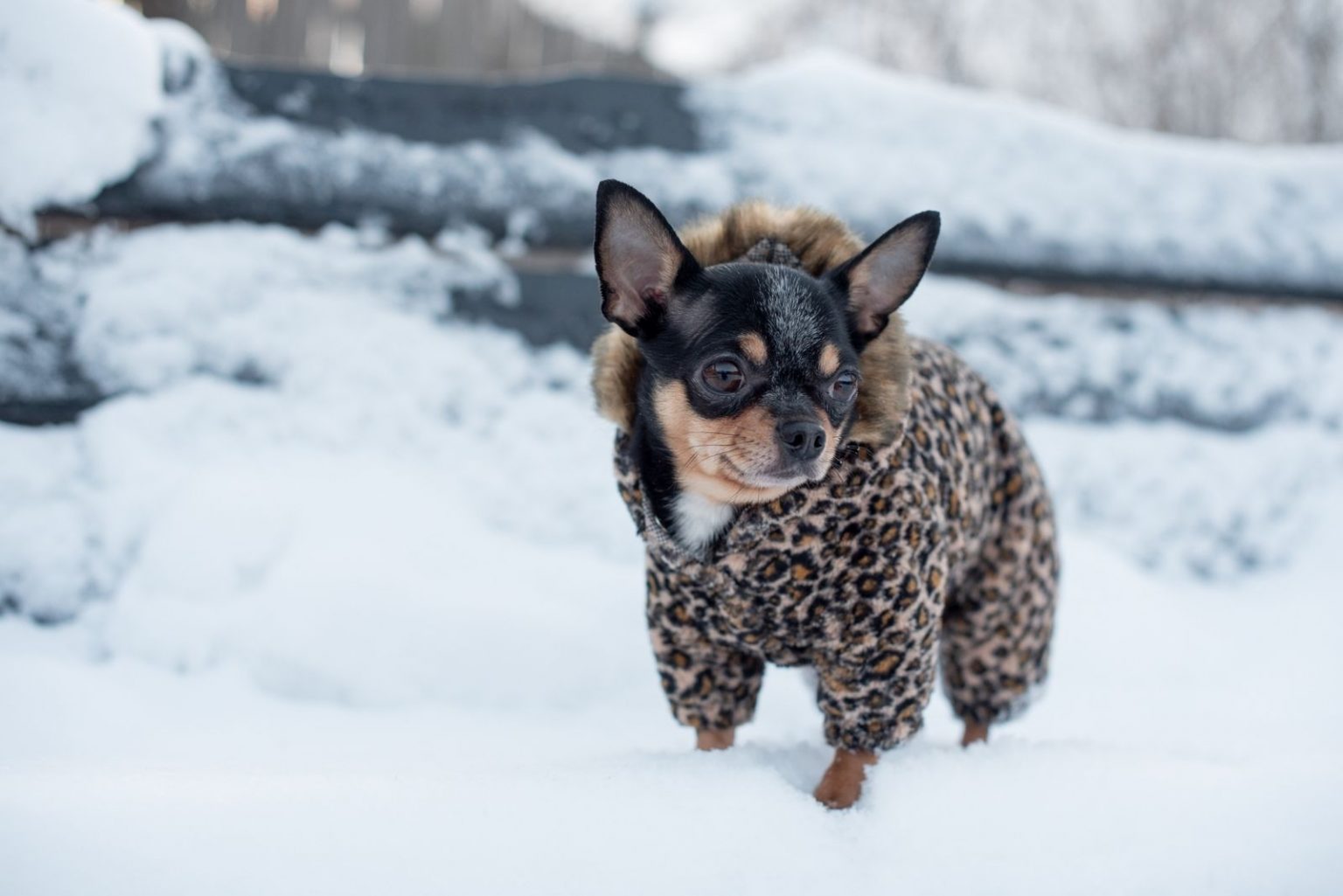 Do Chihuahuas Shed And How To Deal With Their Shedding
