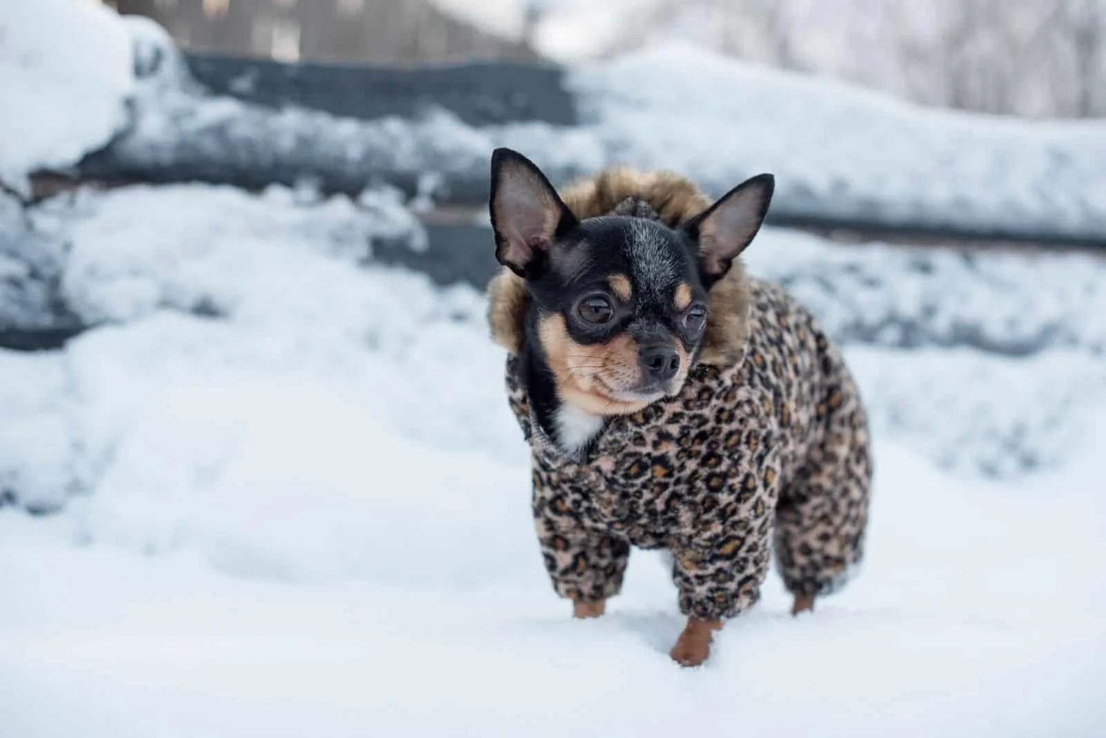 Chihuahua in winter clothes on a background of snow