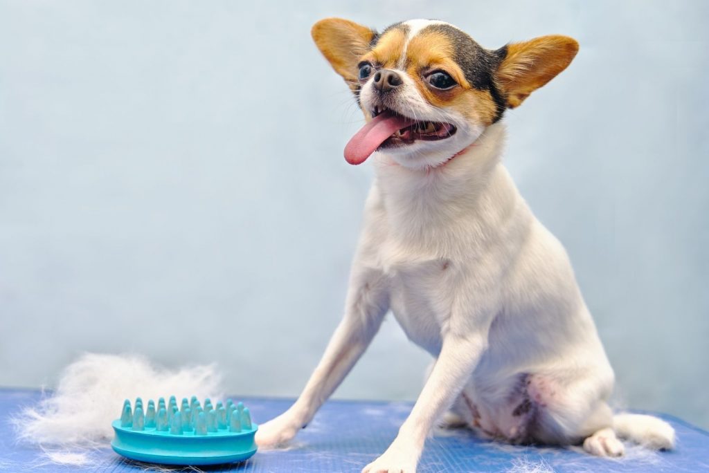 Do Chihuahuas Shed And How To Deal With Their Shedding