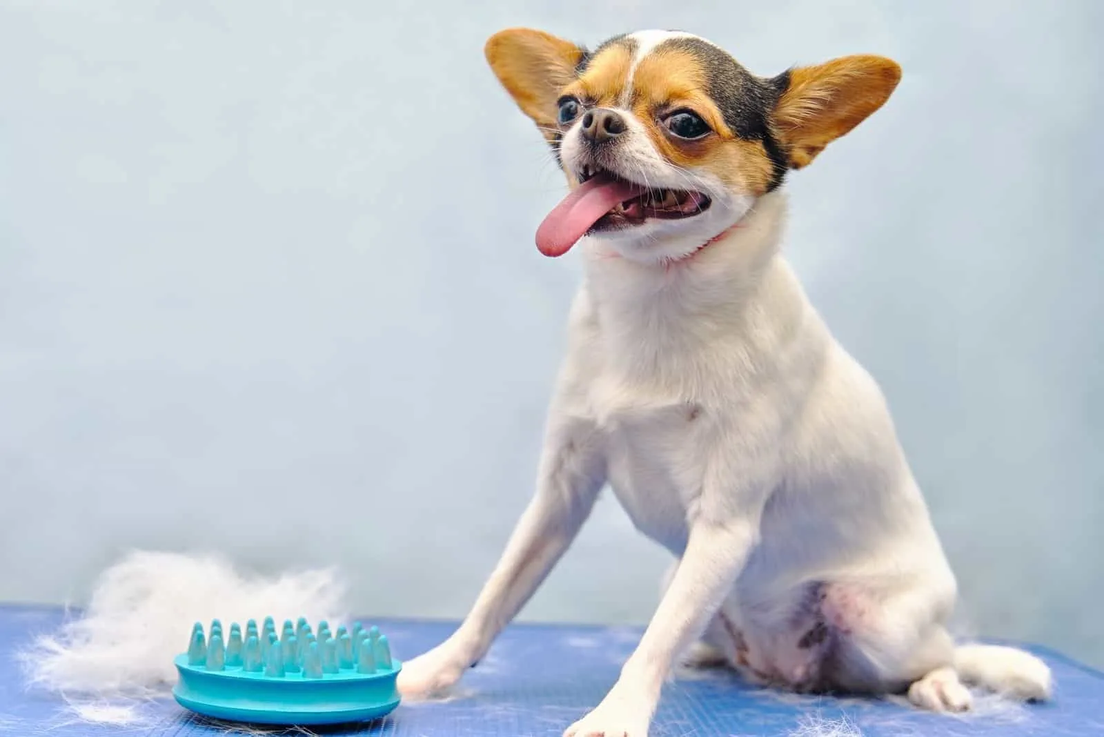 Chihuahua sitting on the table next to it on the table is the hair of a dog that the groomer has combed out from the dog