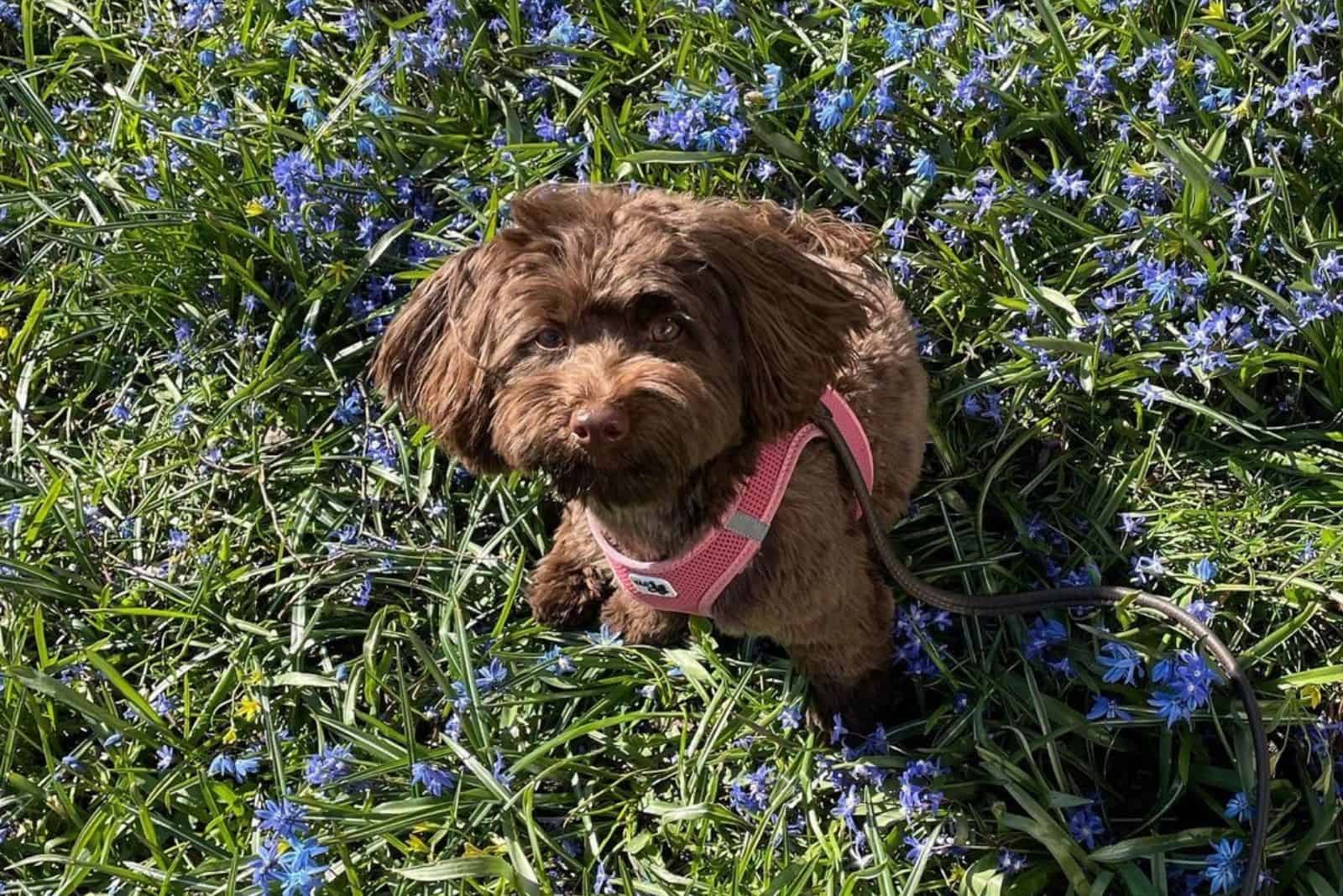 Chocolate Havanese puppy and purple flowers