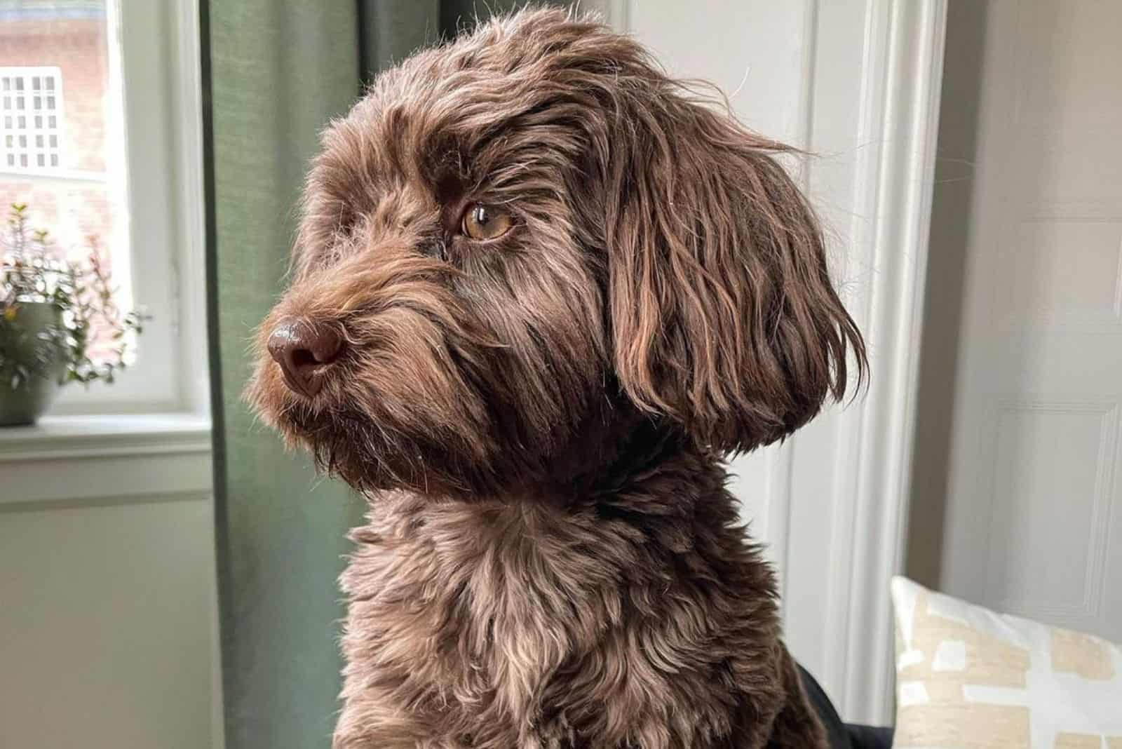 Chocolate Havanese puppy at home