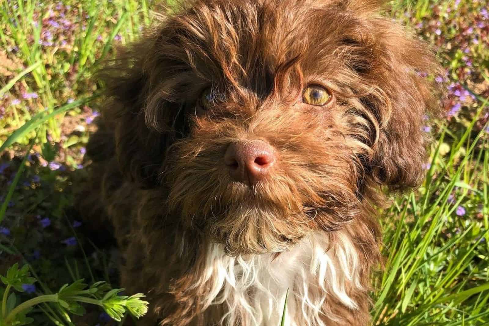 Chocolate Havanese puppy