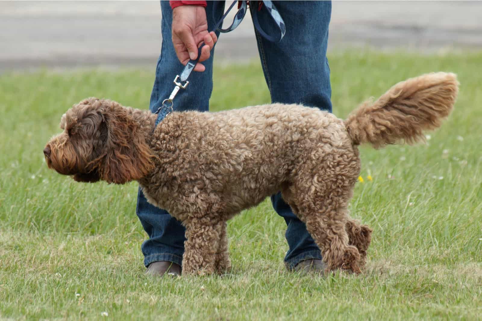 Cockapoo crossbreed dog being taken for a walk