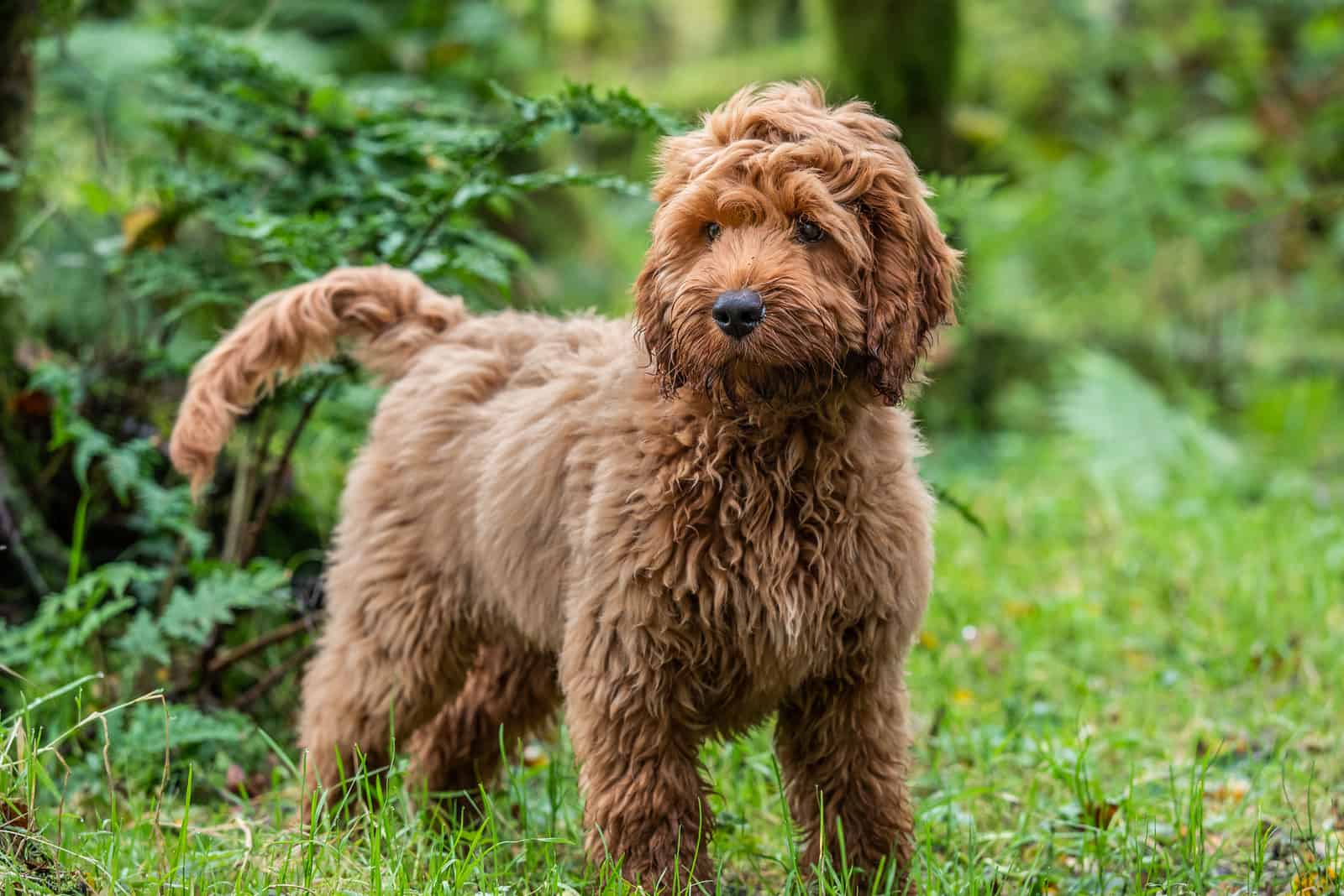 Cockapoo puppy enjoying in forest