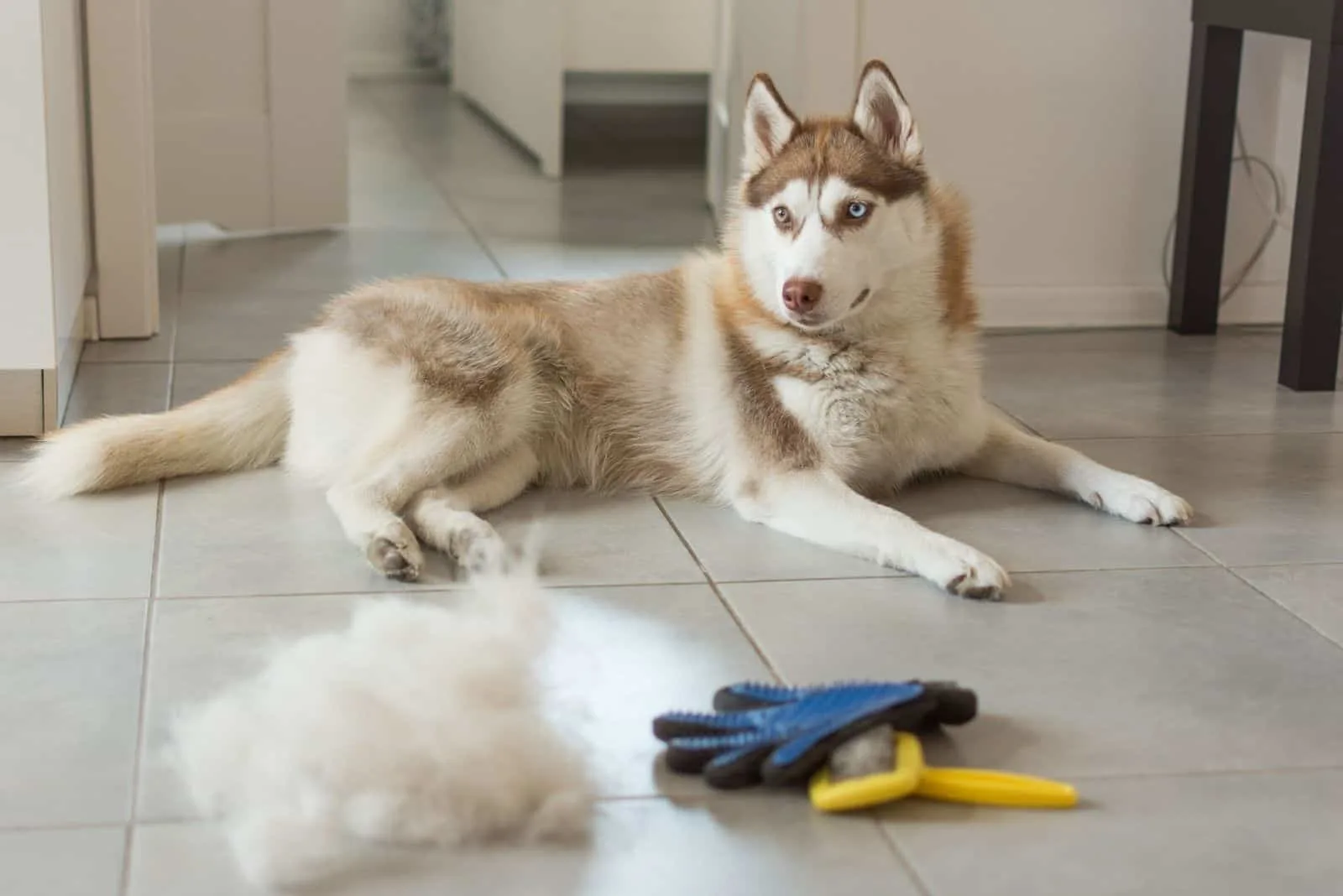Concept annual molt, coat shedding, moulting dogs with brush for siberian husky fur care.