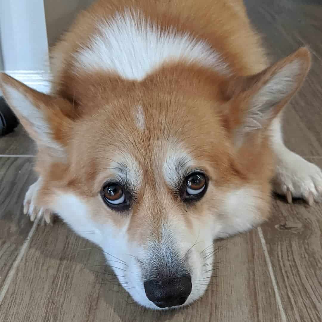 Corgi feeling sad