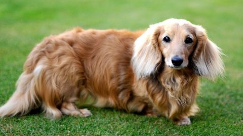 Long-haired Dachshund