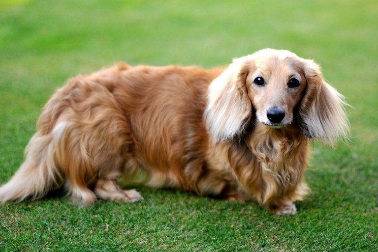 dachshund dog breed also known as the wiener dog or sausage dog is a short-legged, long-bodied, hound-type dog breed standing outdoors