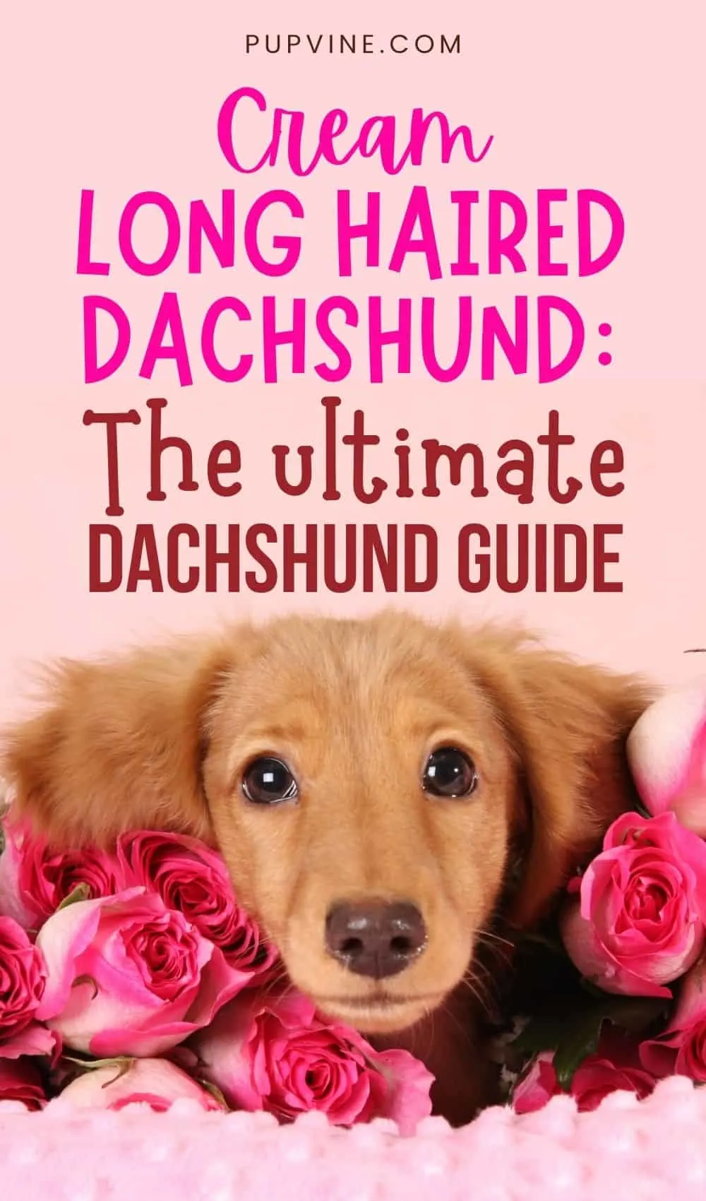 Cream Long Haired Dachshund The Ultimate Dachshund Guide