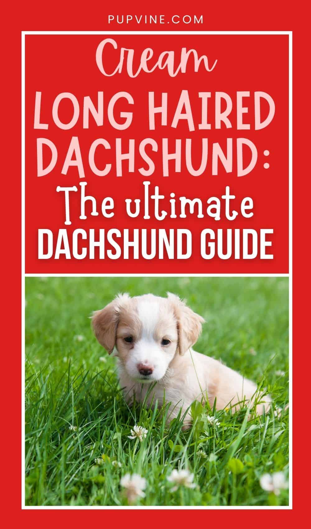 Cream Long Haired Dachshund: The Ultimate Dachshund Guide