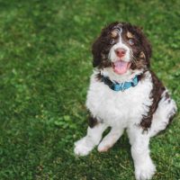 adorable bernedoodle in the grass