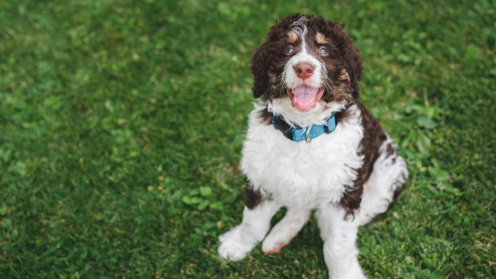 Crunching The Numbers: How Much Does A Bernedoodle Cost?