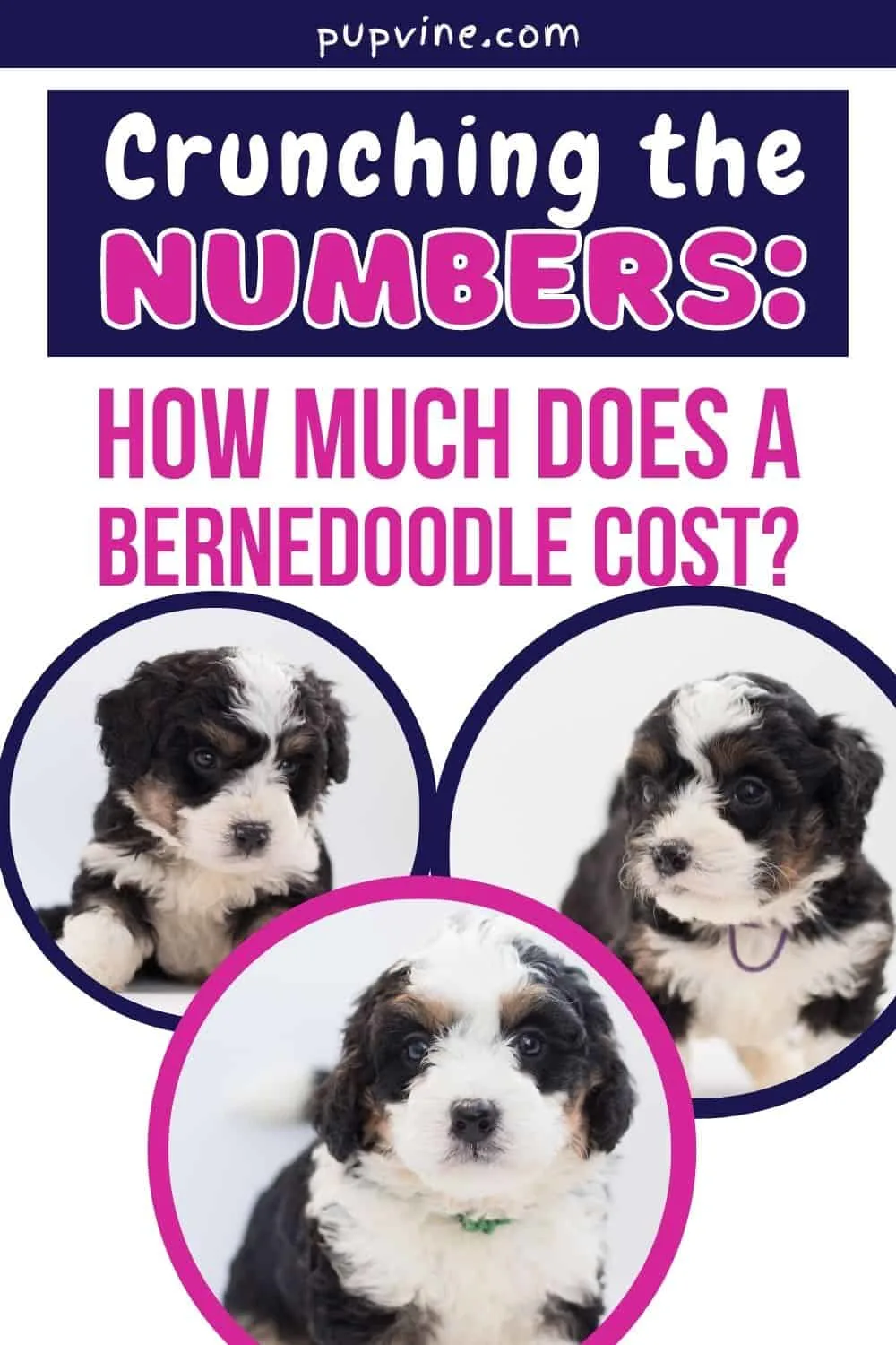 Crunching The Numbers: How Much Does A Bernedoodle Cost?
