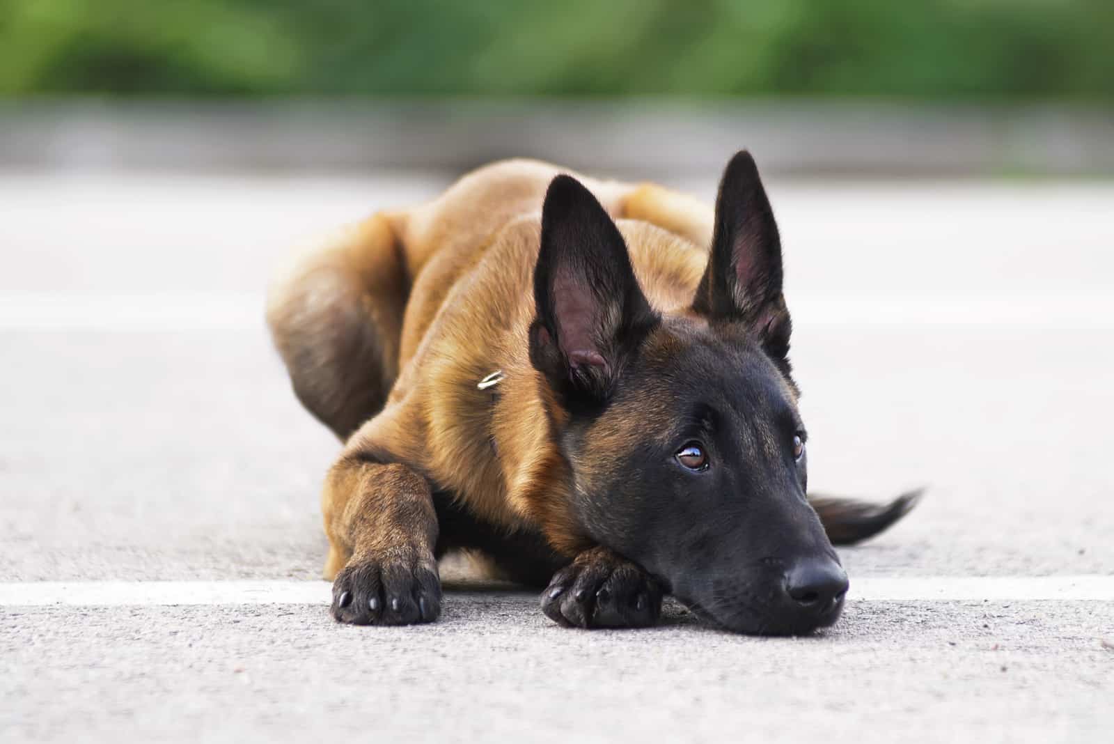 Cute Belgian Shepherd Malinois puppy