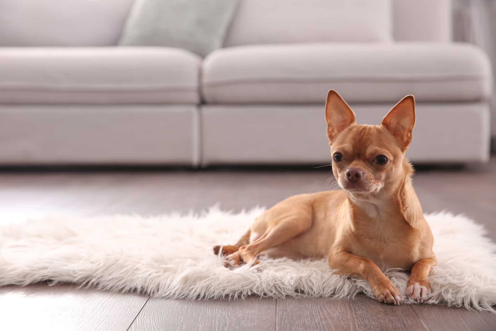 Cute Chihuahua dog lying on warm floor indoors