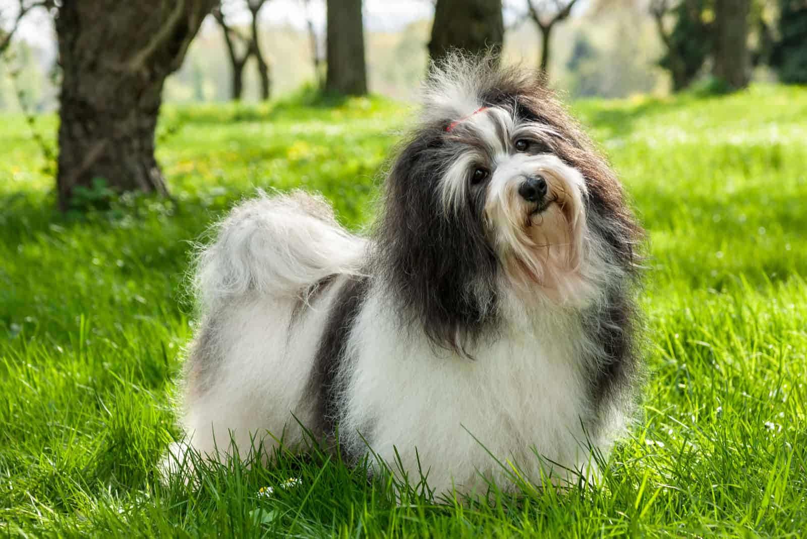 Cute Havanese dog is standing in a beautiful sunny grassy field