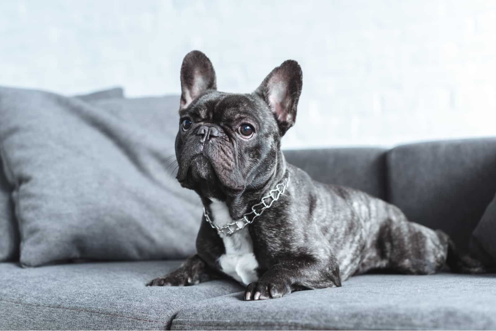 Cute french bulldog lying on grey sofa