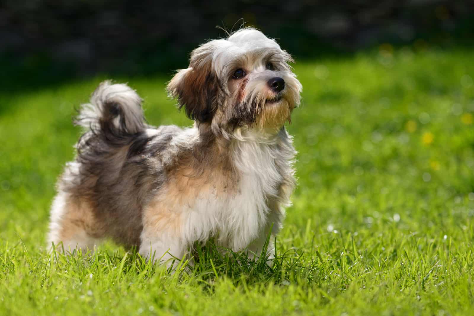 Cute little Havanese puppy dog stands on the grass