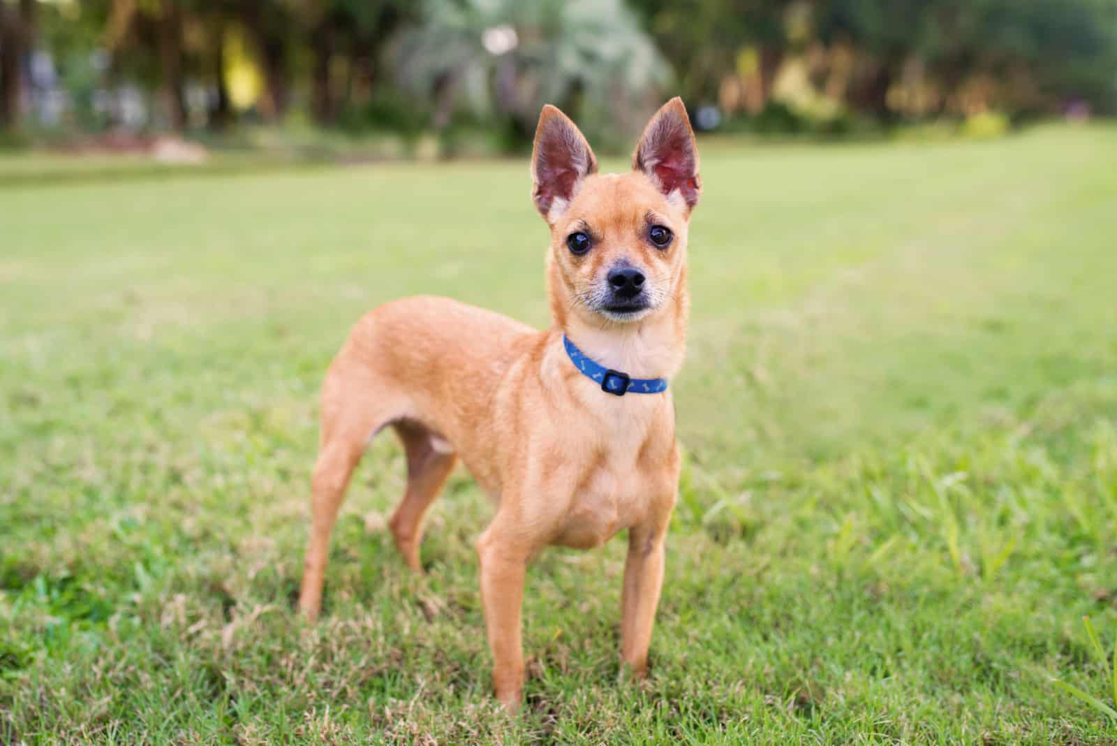 Deer Head Chihuahua standing on the grass outdoors