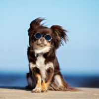 funny chihuahua dog posing on a beach in sunglasses