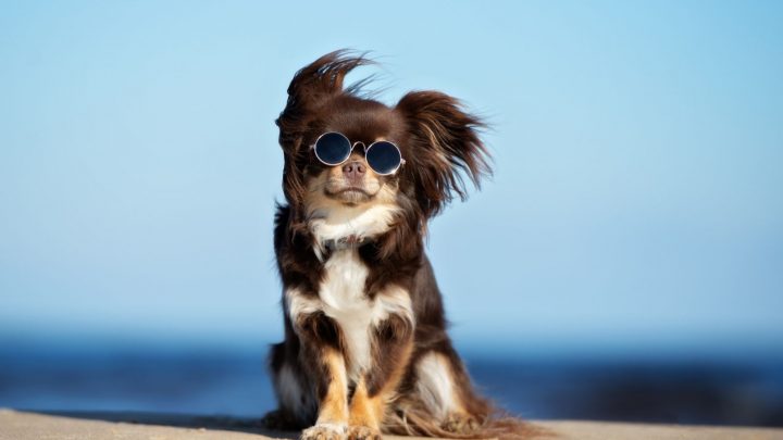 Do Chihuahuas Shed And How To Deal With Their Shedding