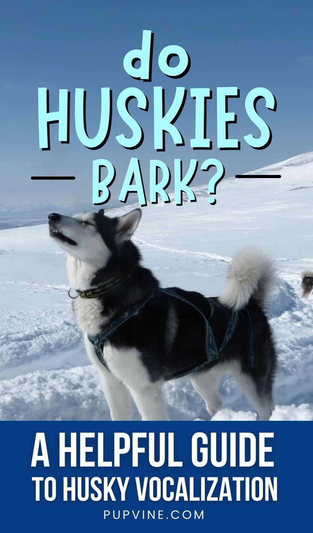 Do Huskies Bark A Helpful Guide To Husky Vocalization