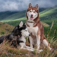 Siberian husky dogs on the background of a mountain landscape with coniferous forest and rain clouds.