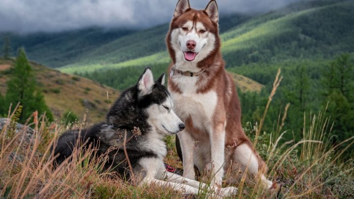 Do Huskies Bark? A Helpful Guide To Husky Vocalization