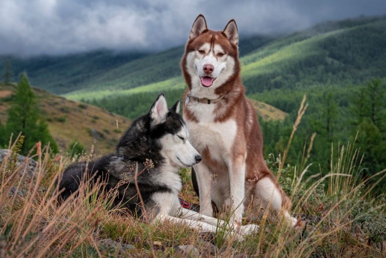 Siberian husky dogs on the background of a mountain landscape with coniferous forest and rain clouds.