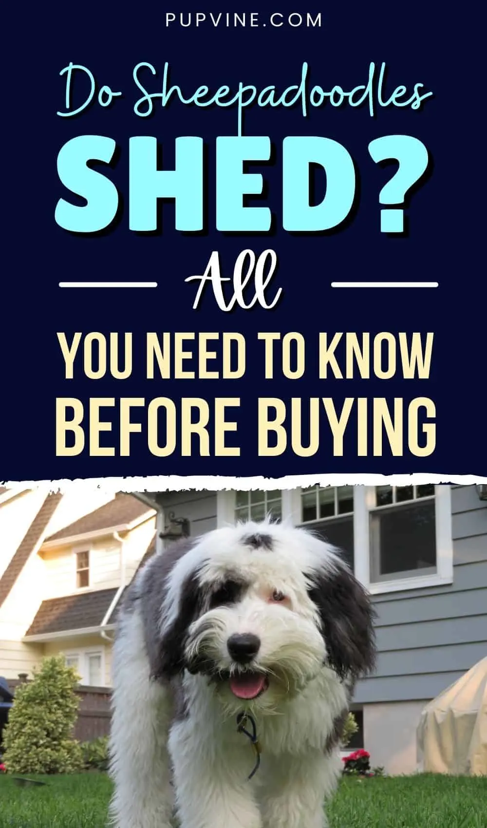 Do Sheepadoodles Shed All You Need To Know Before Buying