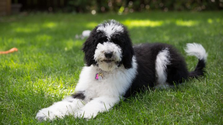Do Sheepadoodles Shed? All You Need To Know Before Buying