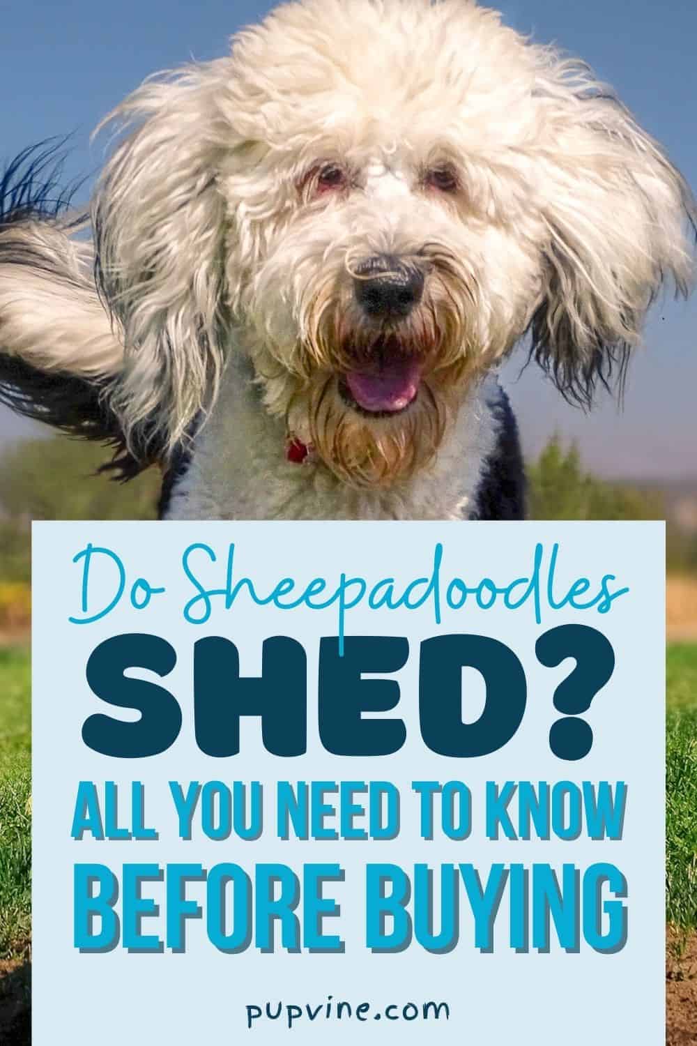 Do Sheepadoodles Shed? All You Need To Know Before Buying