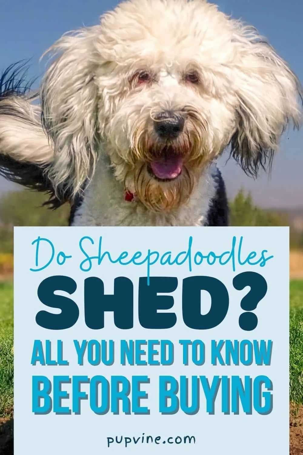Do Sheepadoodles Shed? All You Need To Know Before Buying