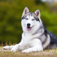 portrait of s siberian husky lying down on the ground outdoors