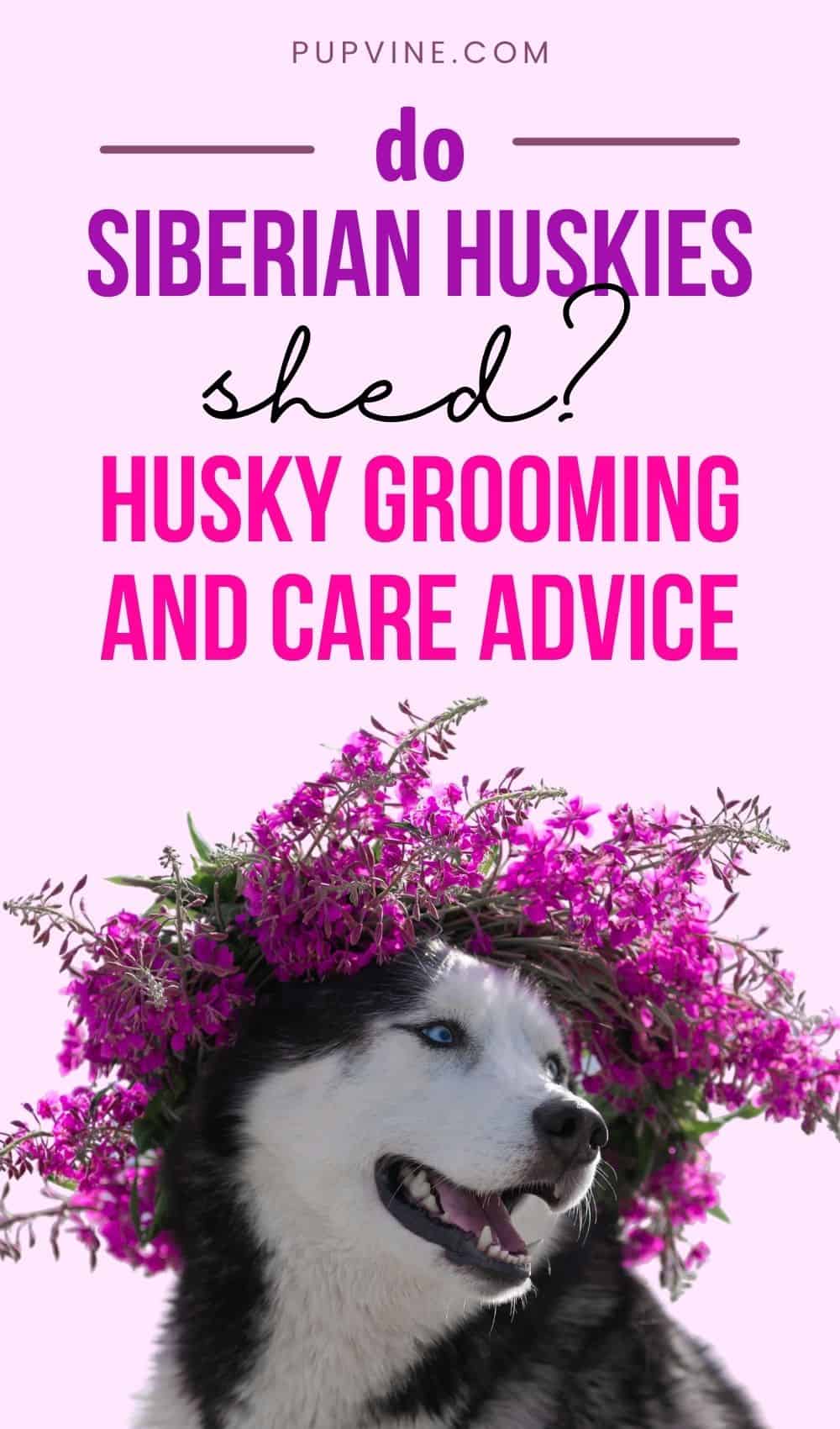 Do Siberian Huskies Shed? Husky Grooming And Care Advice