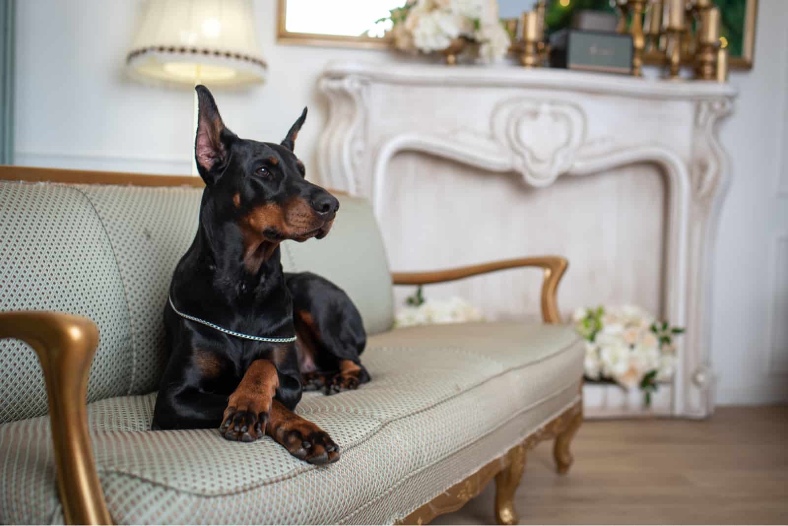 Doberman lies down sofa in interior studio