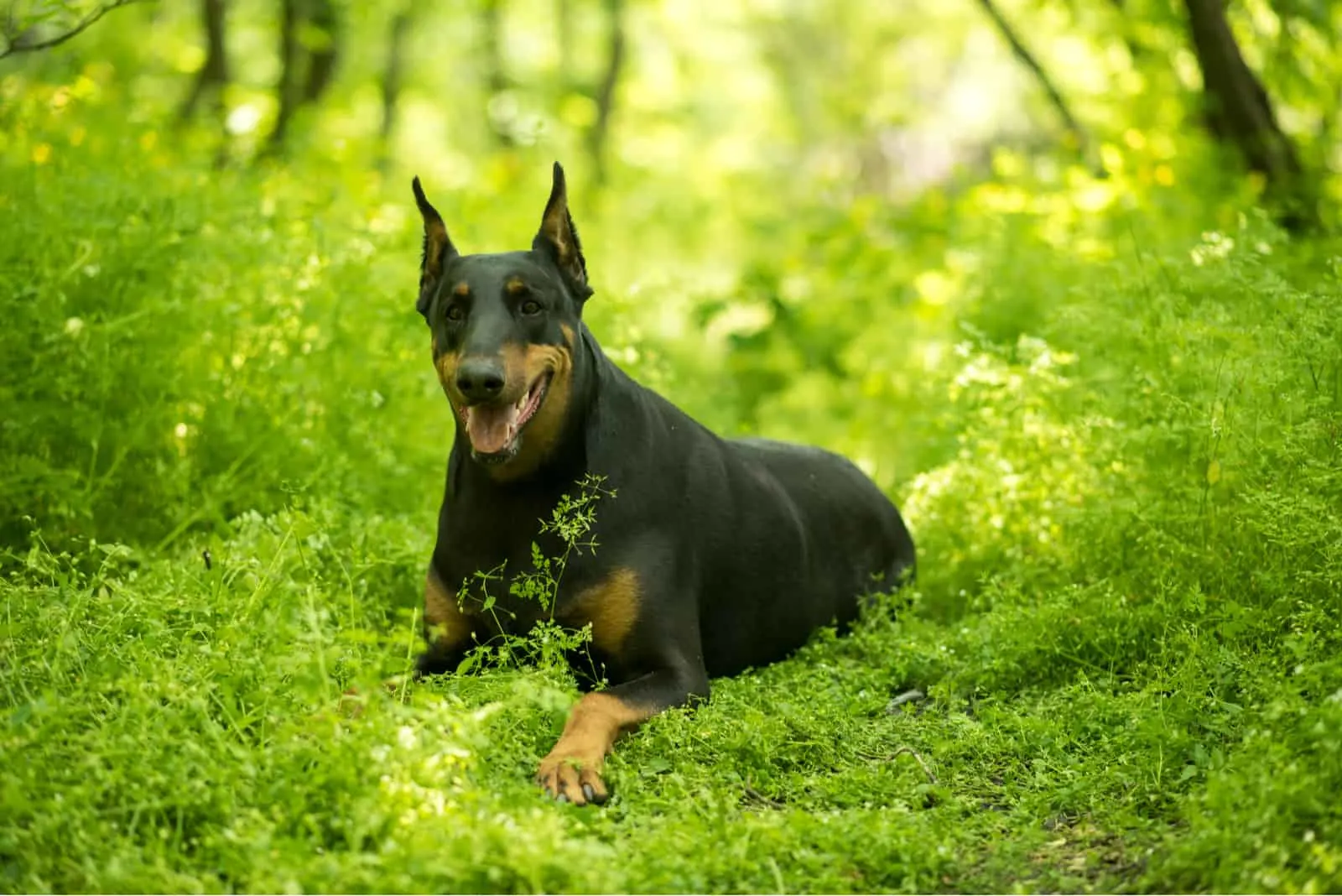 Doberman lies on the grass in the forest