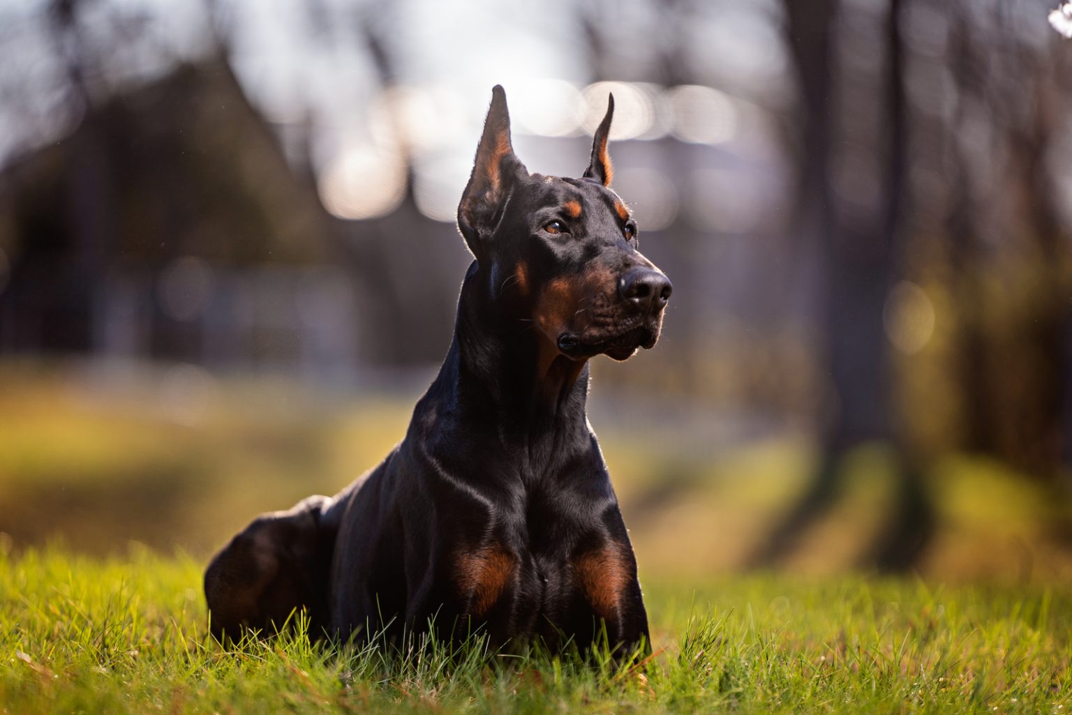 Male Vs Female Doberman Your Questions Answered