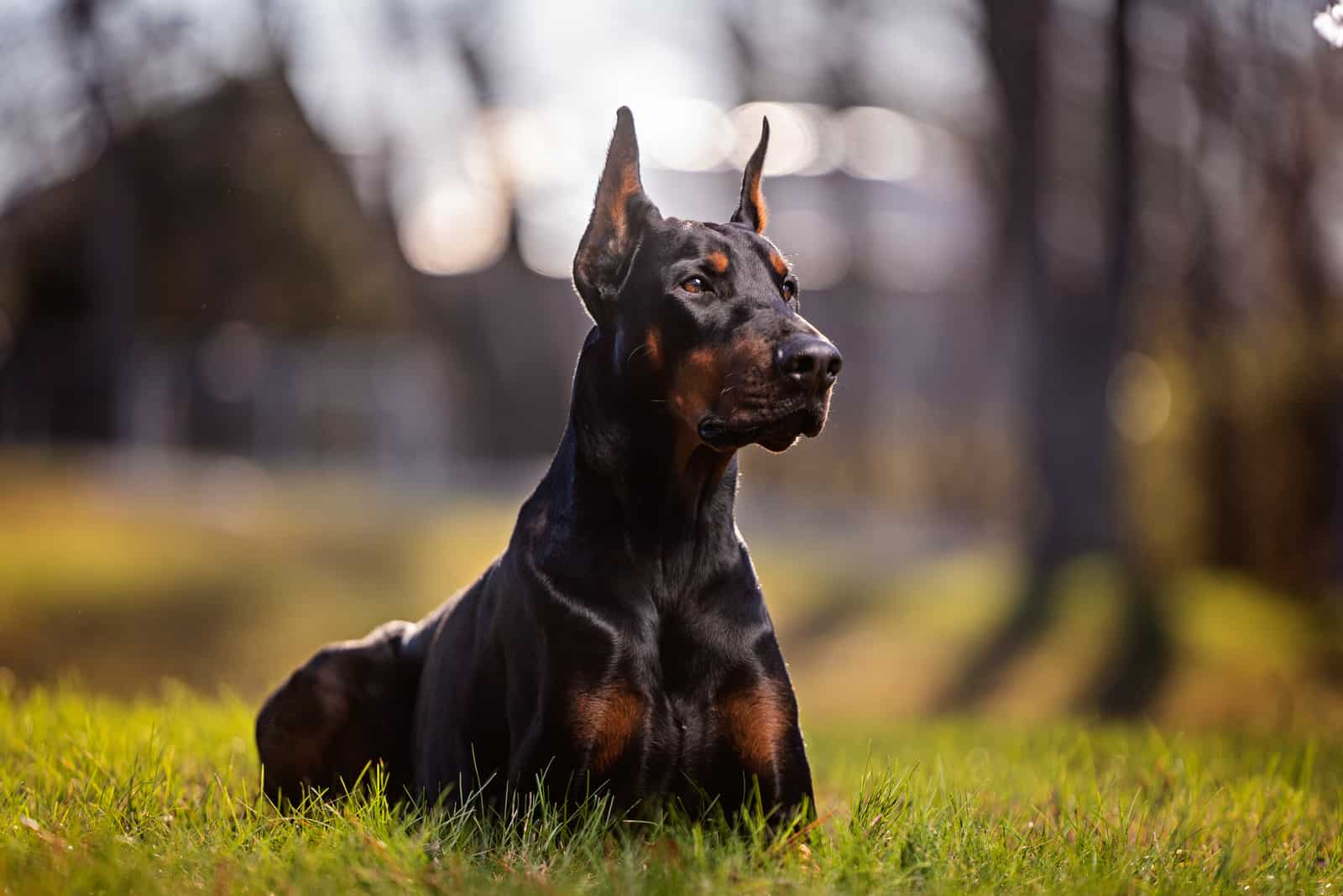 Doberman lying outdoors on the grass