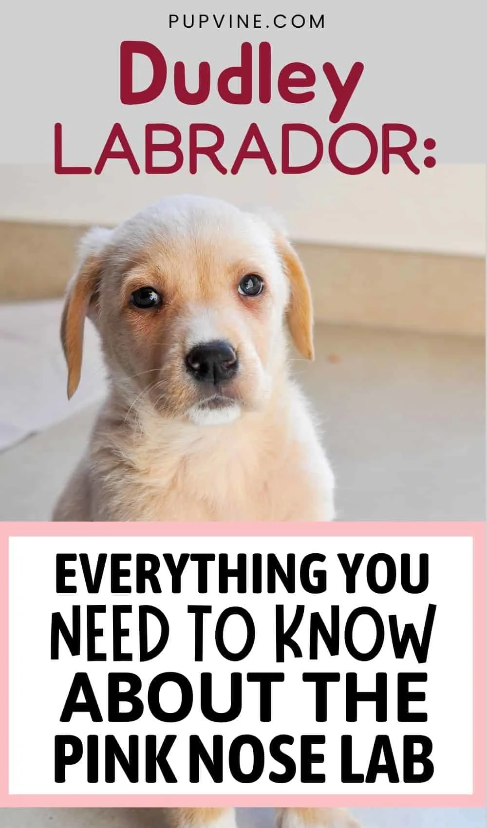 Dudley Labrador Everything You Need To Know About The Pink Nose Lab