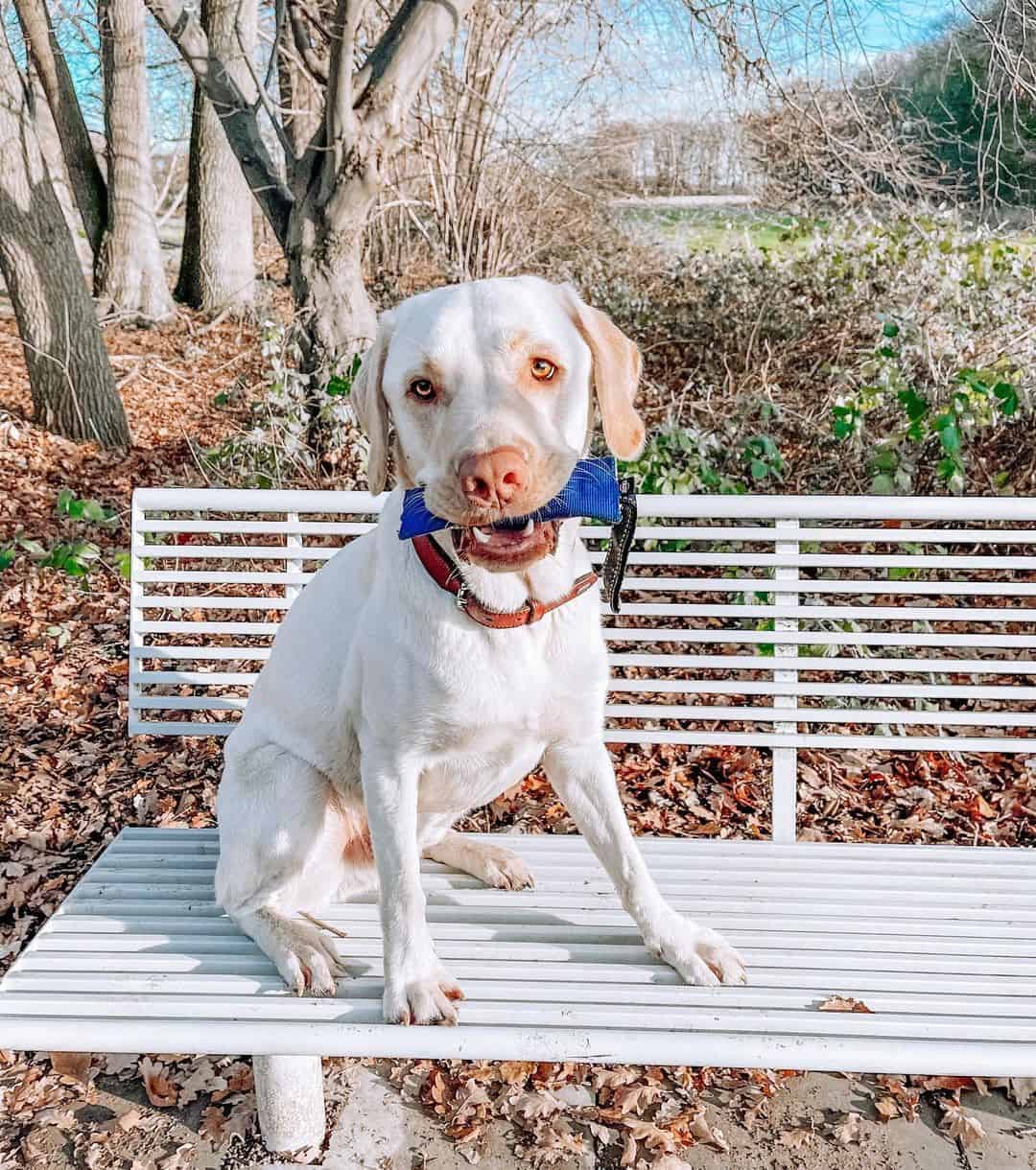 Dudley Labrador sitting on the park bench