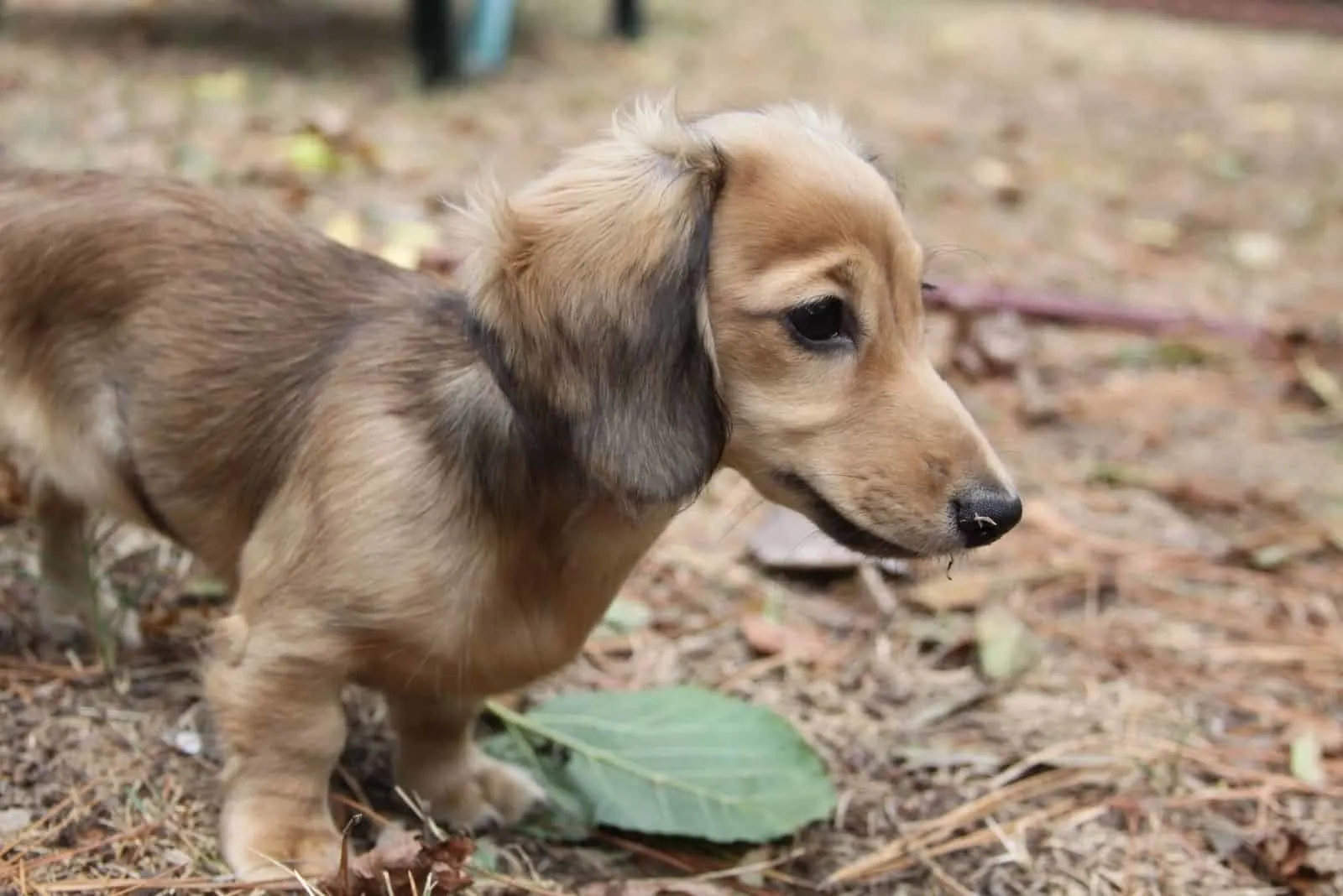 English Cream Long-haired Miniature Dachshund puppy standing outdoors
