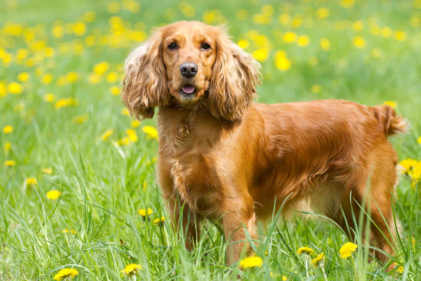 English cocker spaniel on the grass