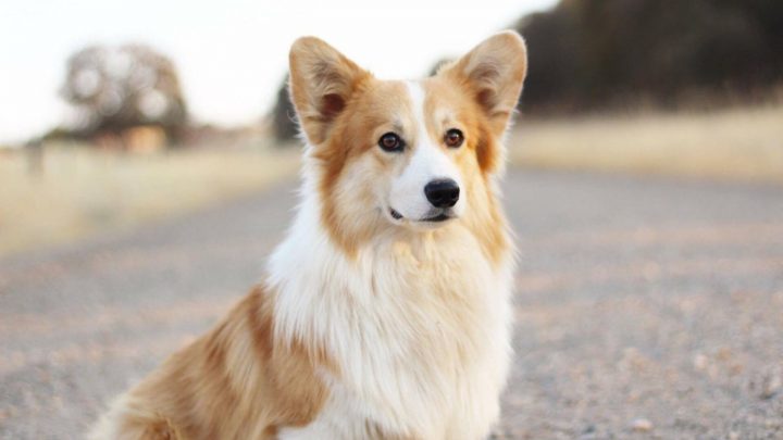 Fluffy Corgi: Everything You Need To Know Before Buying